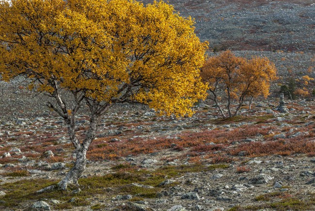 SvukurisetSvukuriset